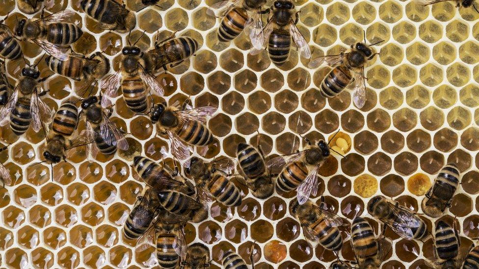 bees.