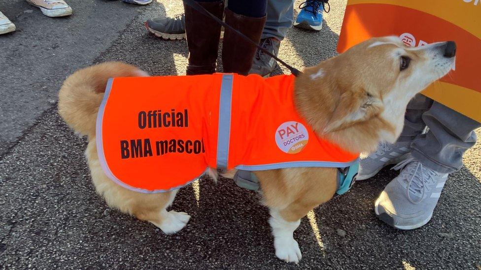 A dog at the picket line