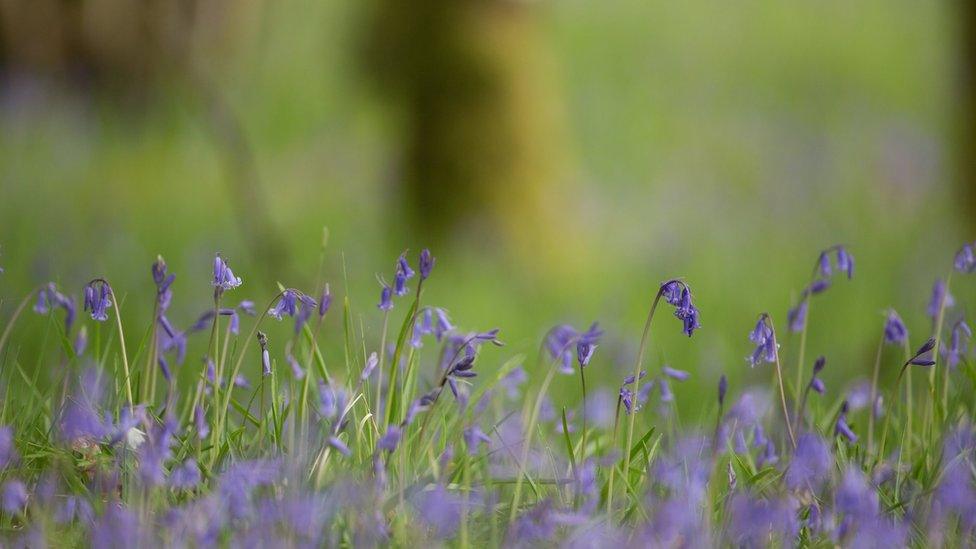 Bluebell woodland