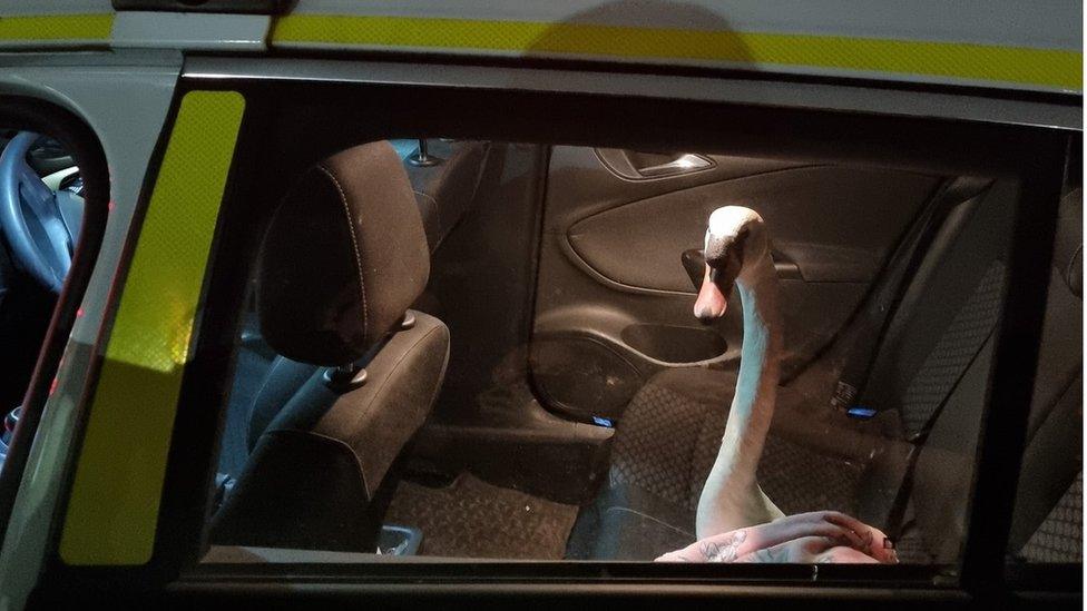 Swan in police car