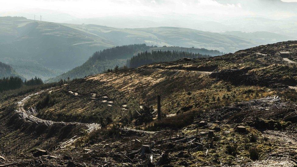 Dyfi Bike Park