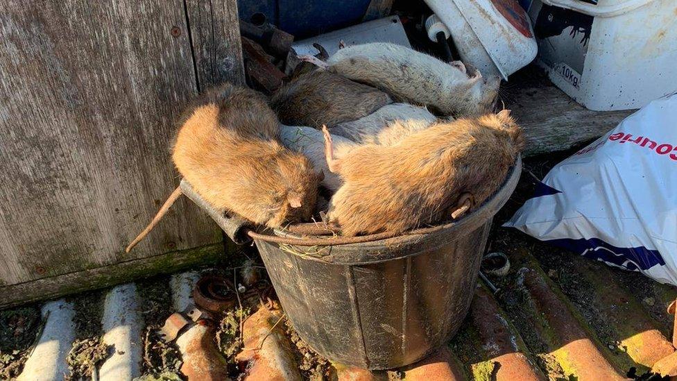 Rats in a bucket