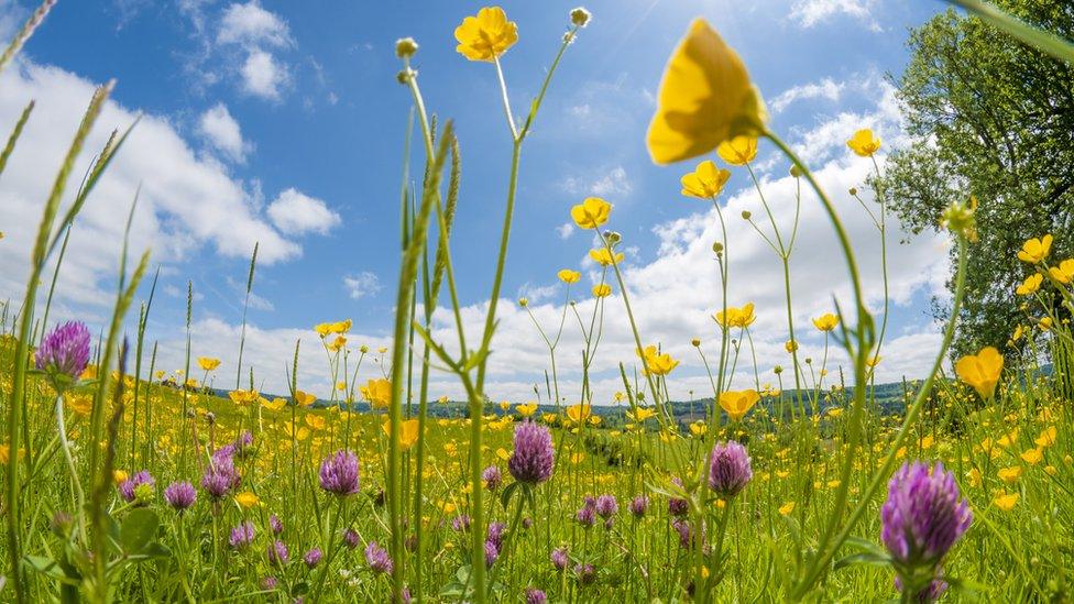 Buttercups