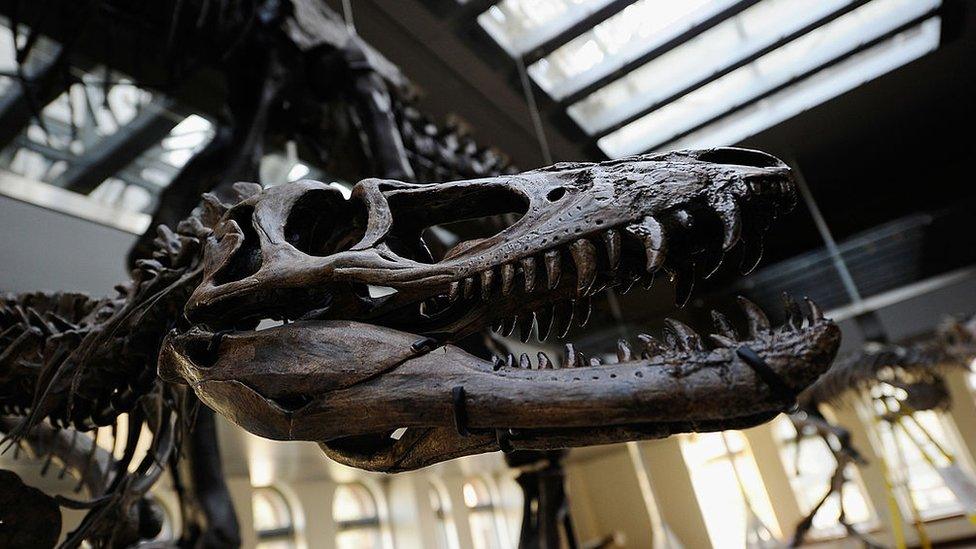 The skull of a baby Tyrannosaurus Rex