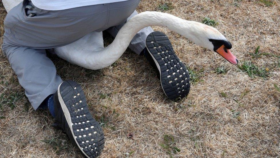 Officials record and examine cygnets and swans