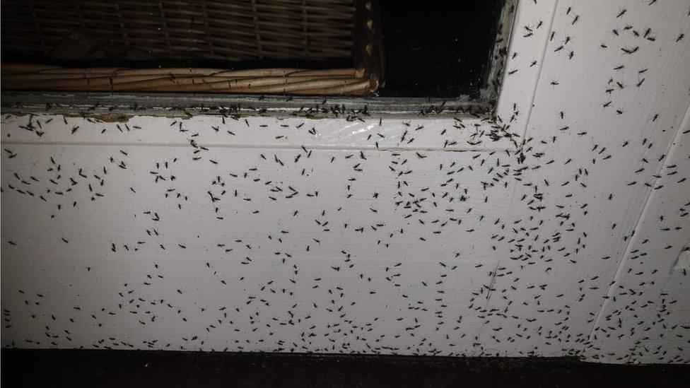 Flies on a door
