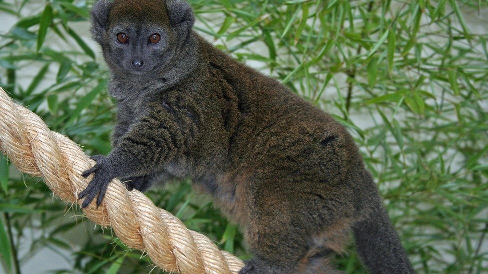 Alaotran Gentle Lemurs