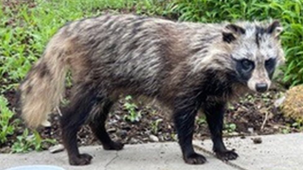 The raccoon dog