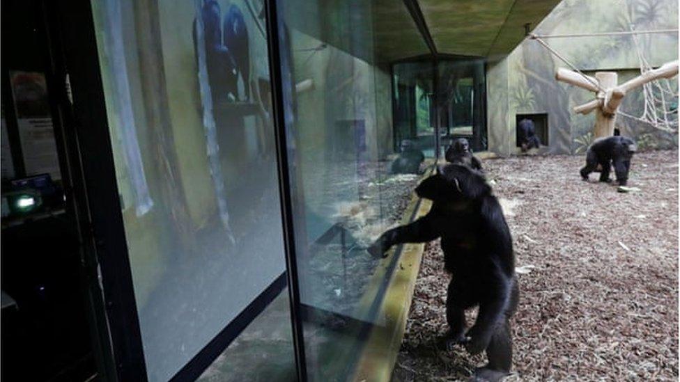 A chimpanzee watches a giant screen inside its enclosure