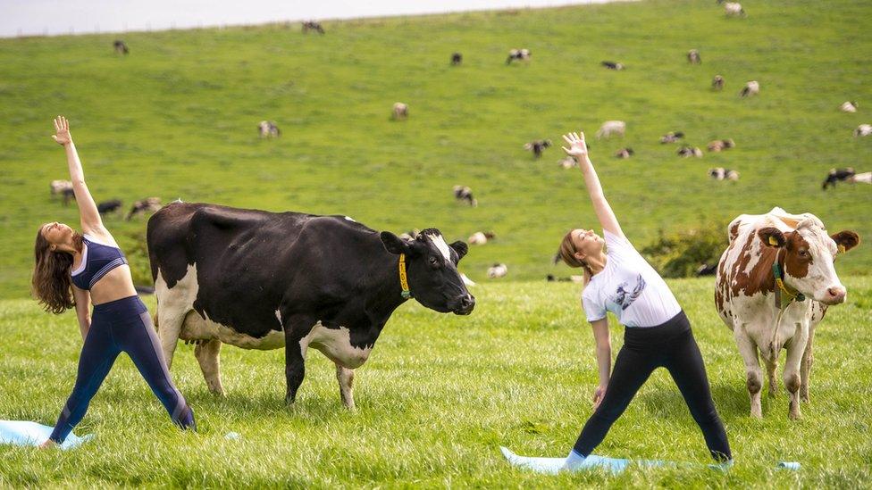 Dairy cows graze in a field as Yoga instructor Titannia Wantling (left) leads yogis in the first ever Cow Yoga session at Paradise Farm