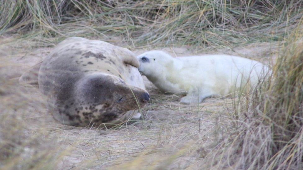 Mother and seal pup feeding at Horsey beach, Norfolk