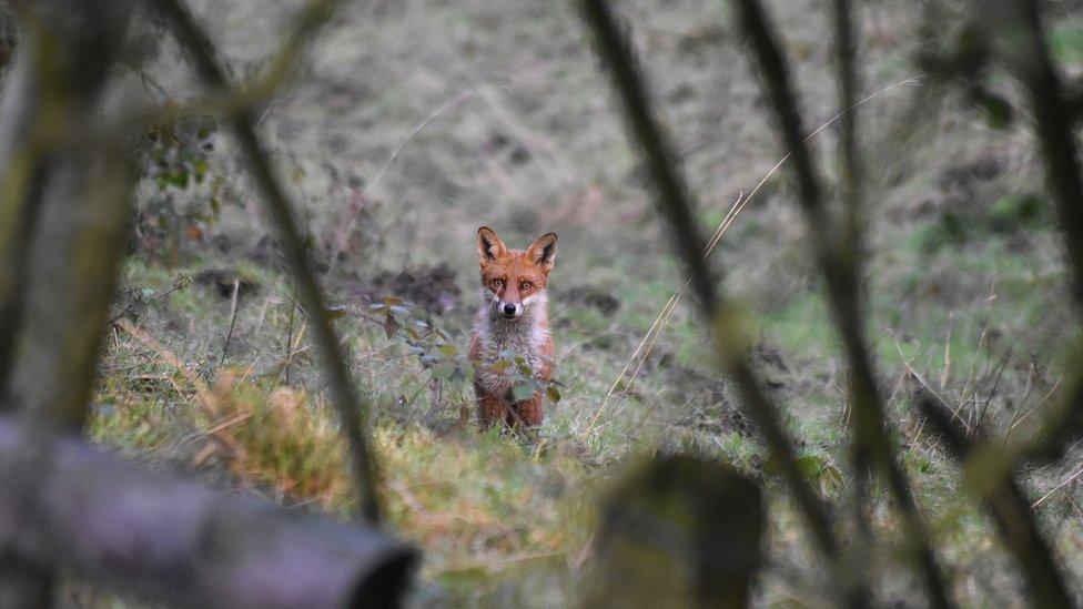 Fox in field