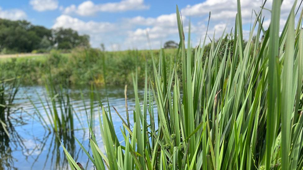 Rich green reeds rising from the banks of River Nene near Oundle