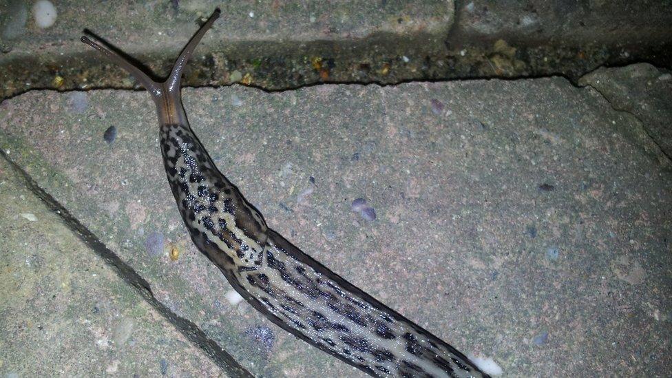 Leopard slug