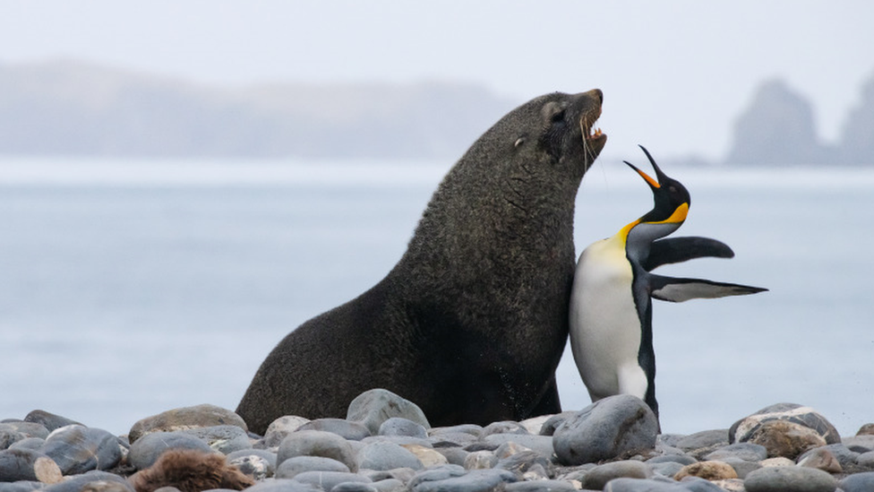 Fur seal and king penguin chest bumping