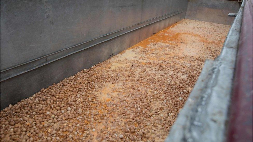 Eggs are destroyed at a chicken farm in Nadrin, Belgium, on 9 August 2017