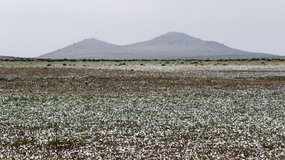 View of flowers in the Atacama Desert, Chile, on 17 August 2017