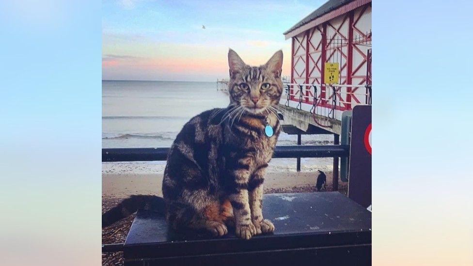 Hendrix sitting at Saltburn Pier, with the sea and the beach behind him. He has green eyes and his fur is black and beige. He is wearing a collar with a round pendant.
