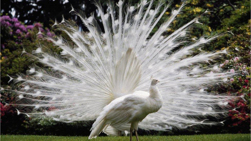 white-peacock.