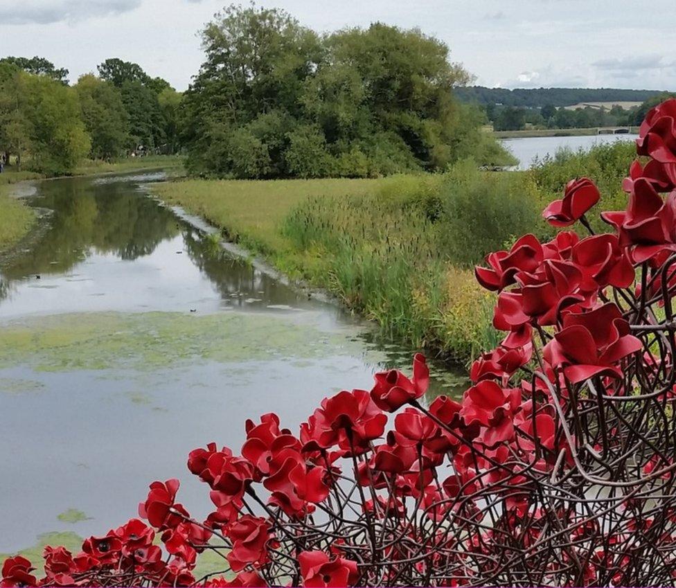 Poppies at Yorkshire Sculpture Park