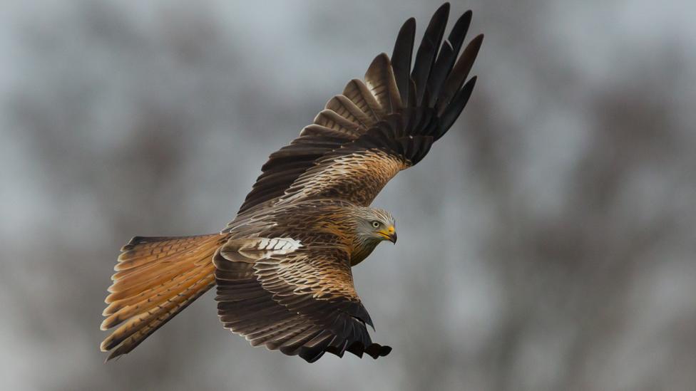 A red kite at a feeding station in Rhayader, Powys