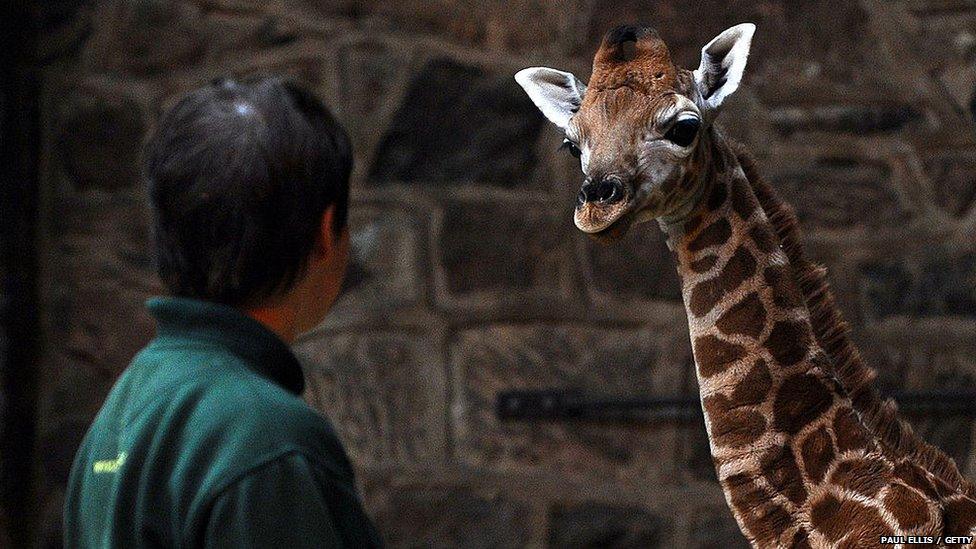 giraffe and a zookeeper