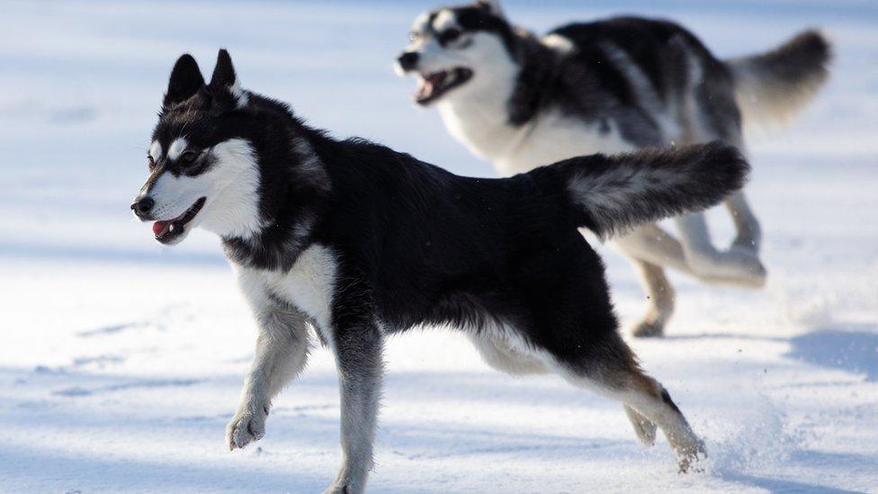 Huskies in the snow