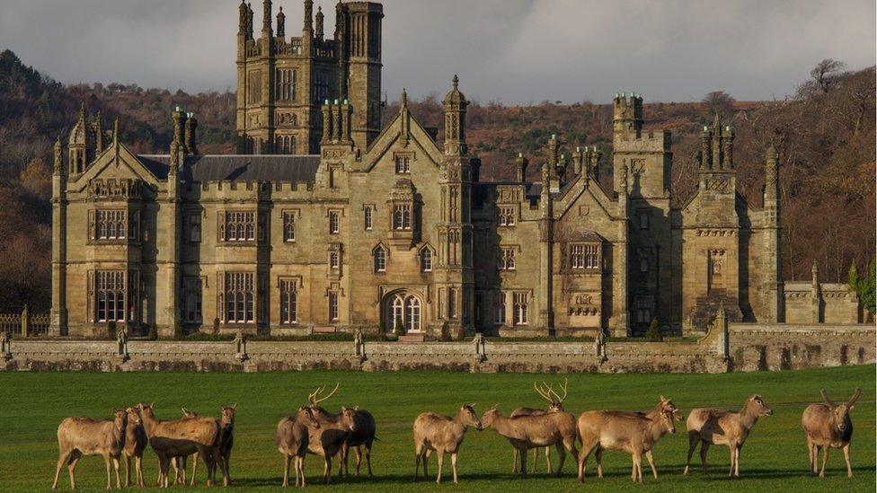 Deer grazing in Margam Park