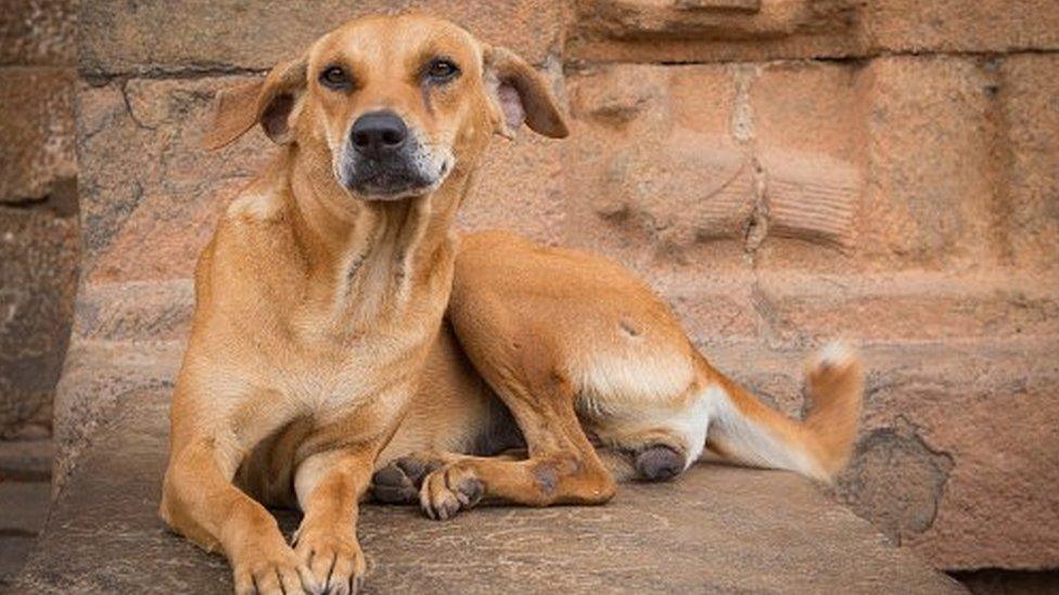 A stray dog in Kerala