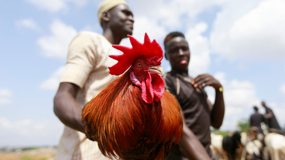 A man holds a cockerel at a market in Abuja, Nigeria - Friday 8 July 2022