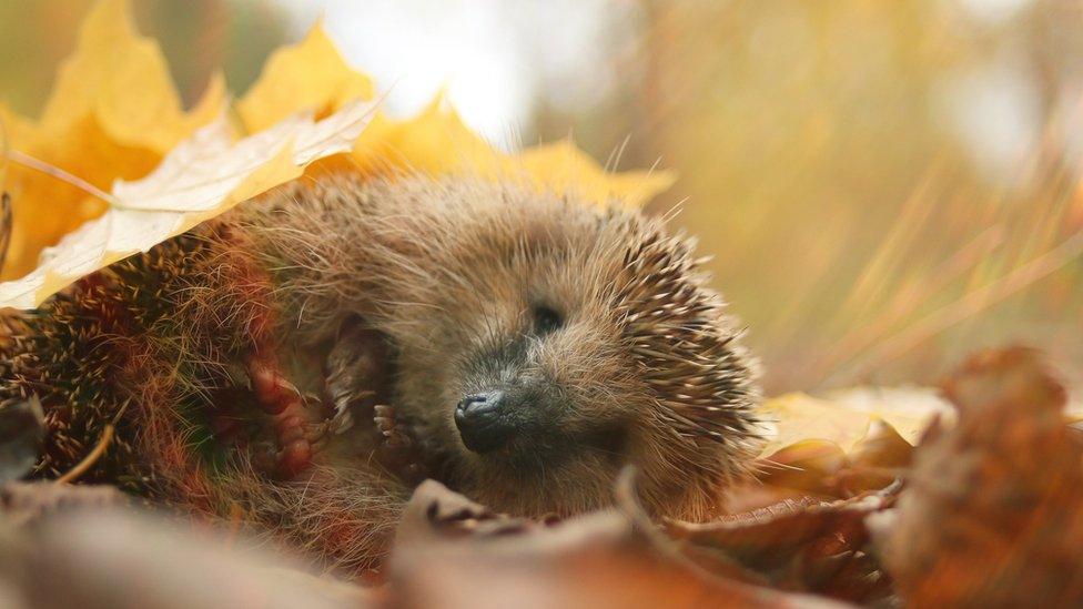 Hedgehog