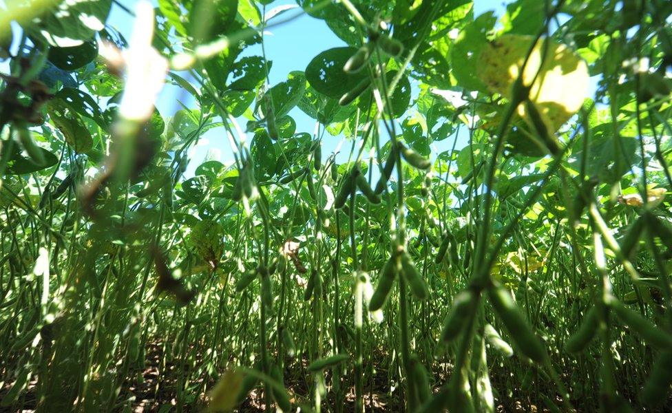 Soybean farm