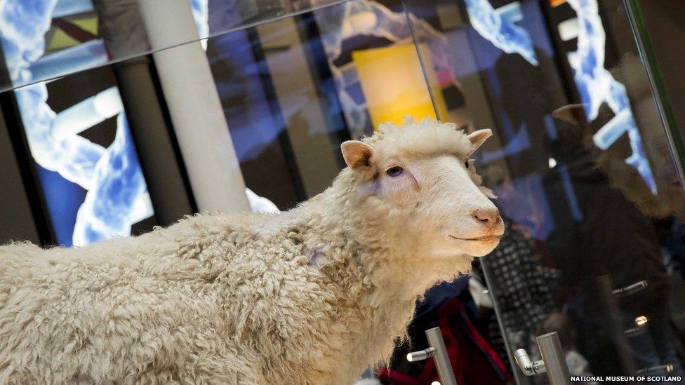 Dolly the Sheep on display at the National Museum of Scotland