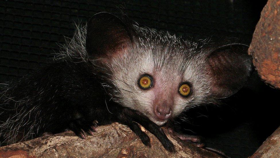 Malcolm, the aye aye baby