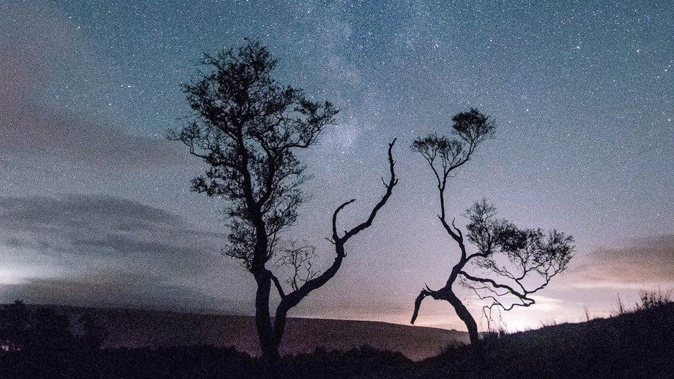 Dancing Trees photo, by Julie Smith