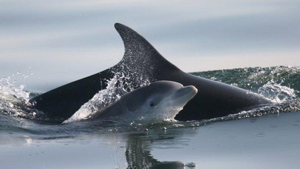 Dolphin and her calf