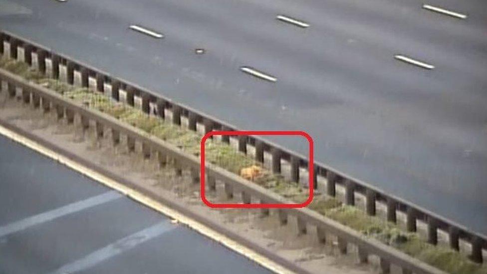 Pig in central reservation