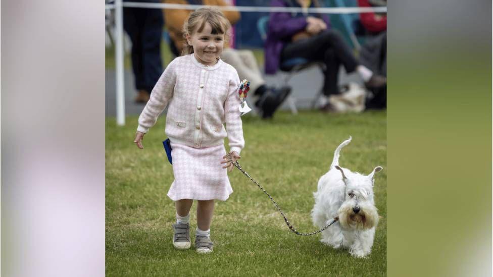 A young girl in a pink and white cardigan and skirt is smiling as she leads a white Miniature Schnauzer on a lead around on the grass. Spectators on chairs can be seen in the background.