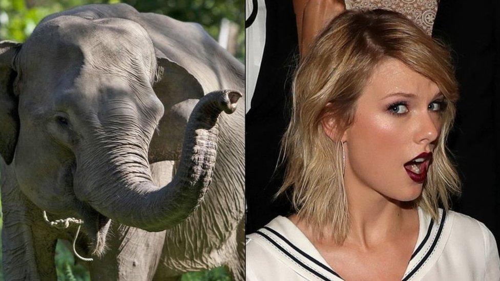 Elephant in cross-section image with Taylor Swift