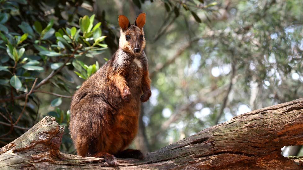 Brush-tailed rock-wallaby