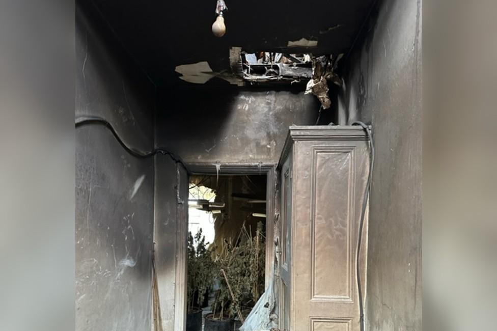 Burnt cannabis plants and fire damage to a ceiling