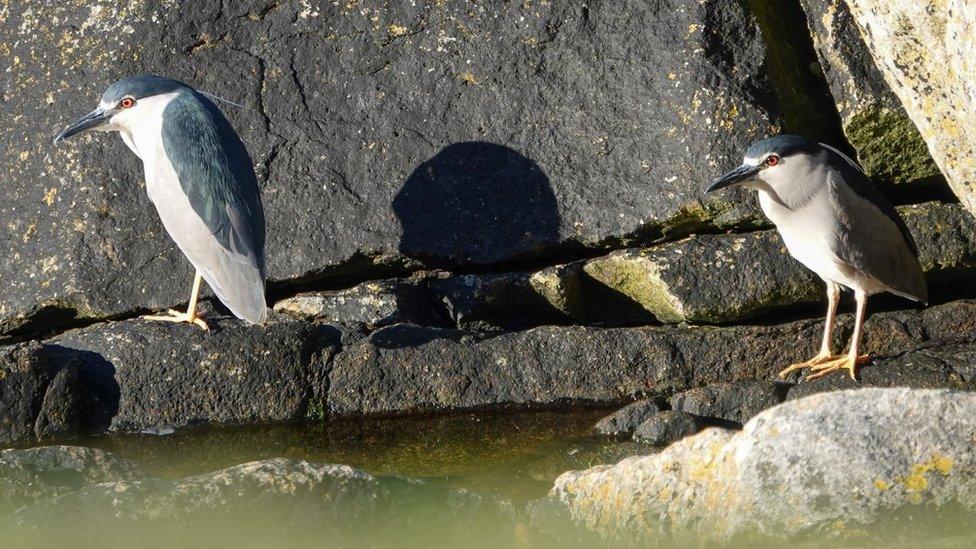 Black-crowned night herons