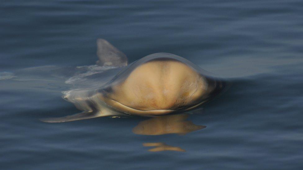 Risso's dolphin calf photographed in Isle of Man waters