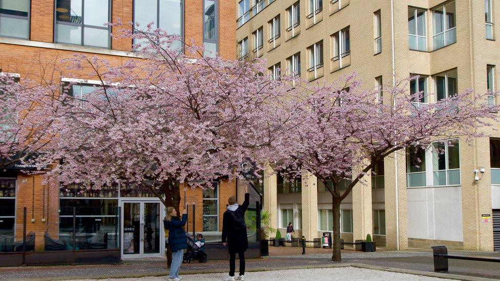 Cherry blossom in Oozells Square