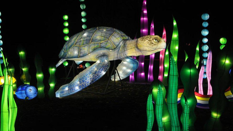 turtle in lights