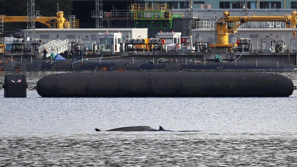 Whales near Faslane