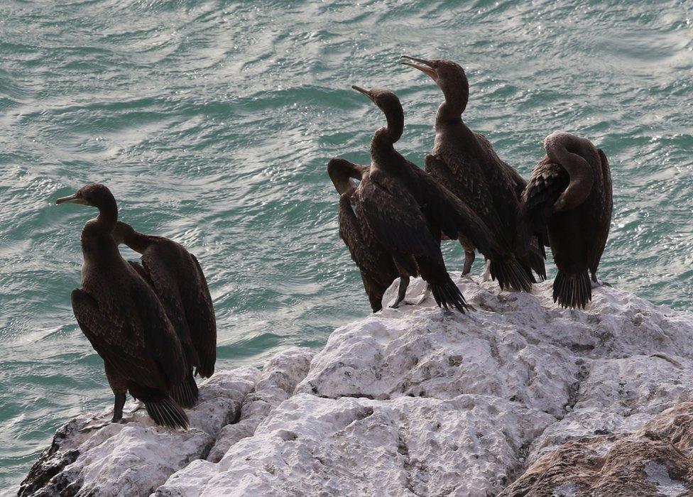 Socotra Cormorants Phalacrocorax Nigrigularis