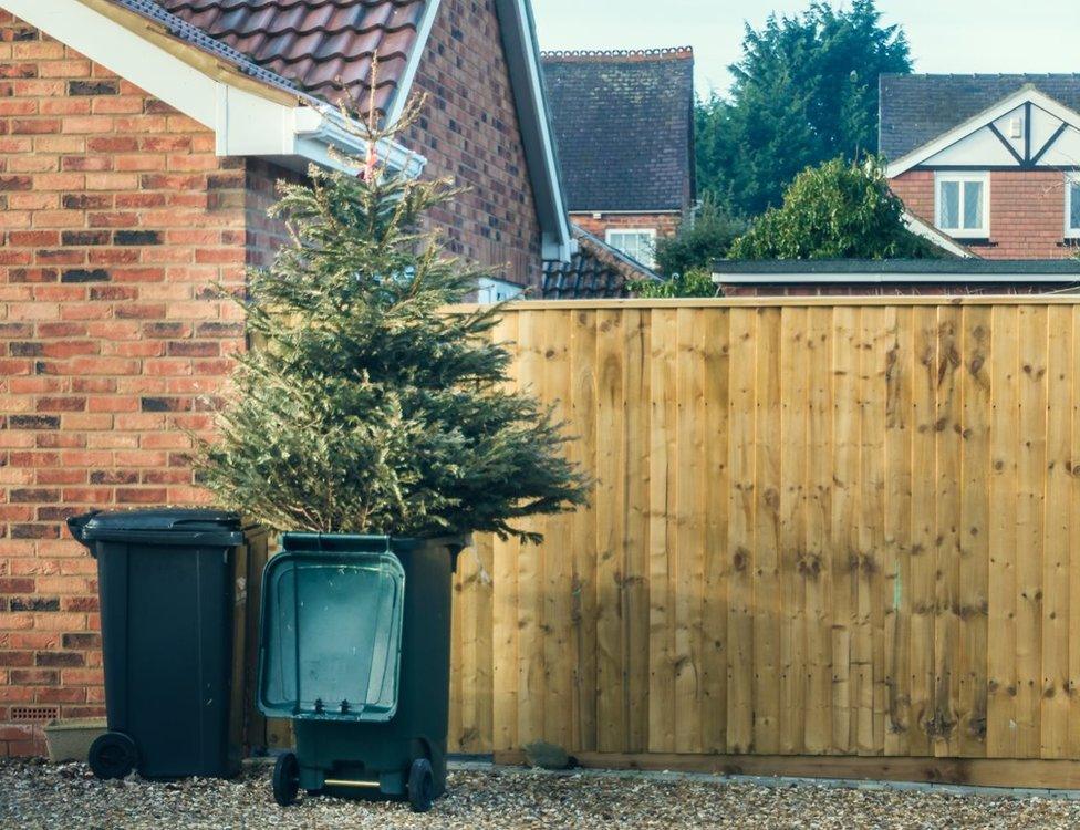 Christmas tree in a bin