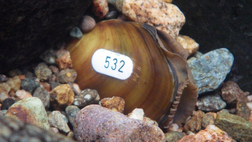 Juvenile mussel