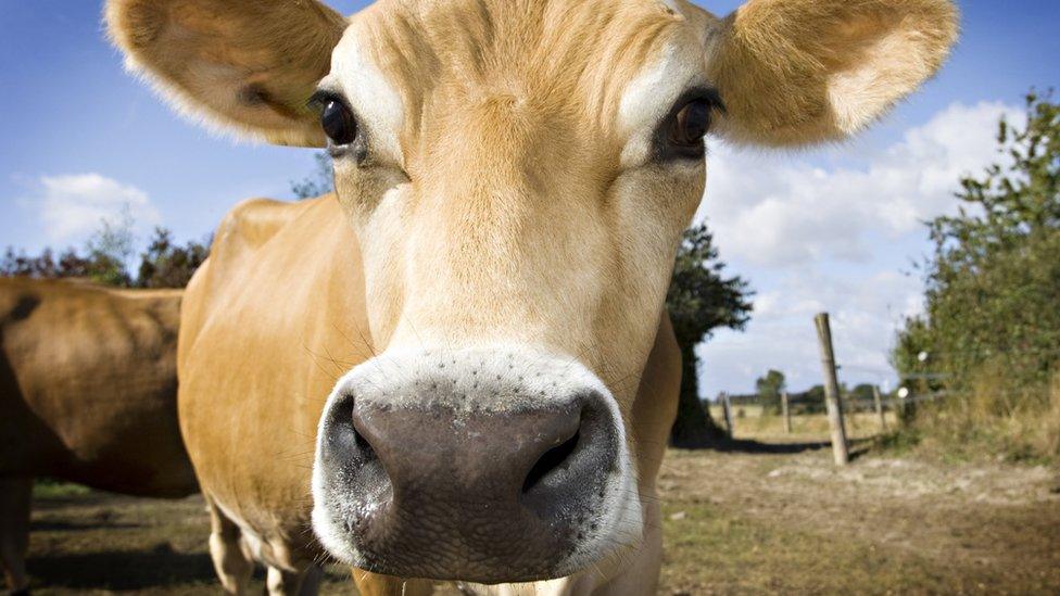 Cow close up